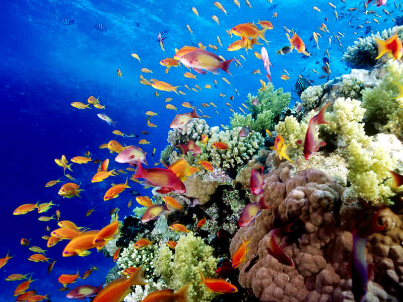 Подводный мир Большого Барьерного Рифа 